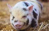 Schweinejahr über Schweine HD-Tapeten #3