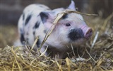 Pig Year about Pigs fondos de pantalla HD #4