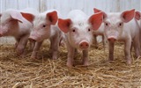 Pig Year about Pigs fondos de pantalla HD #5