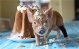 Pig Year about Pigs fondos de pantalla HD #6