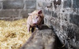 Schweinejahr über Schweine HD-Tapeten #9
