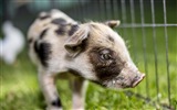 Pig Year about Pigs fondos de pantalla HD #13