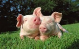 Schweinejahr über Schweine HD-Tapeten #19